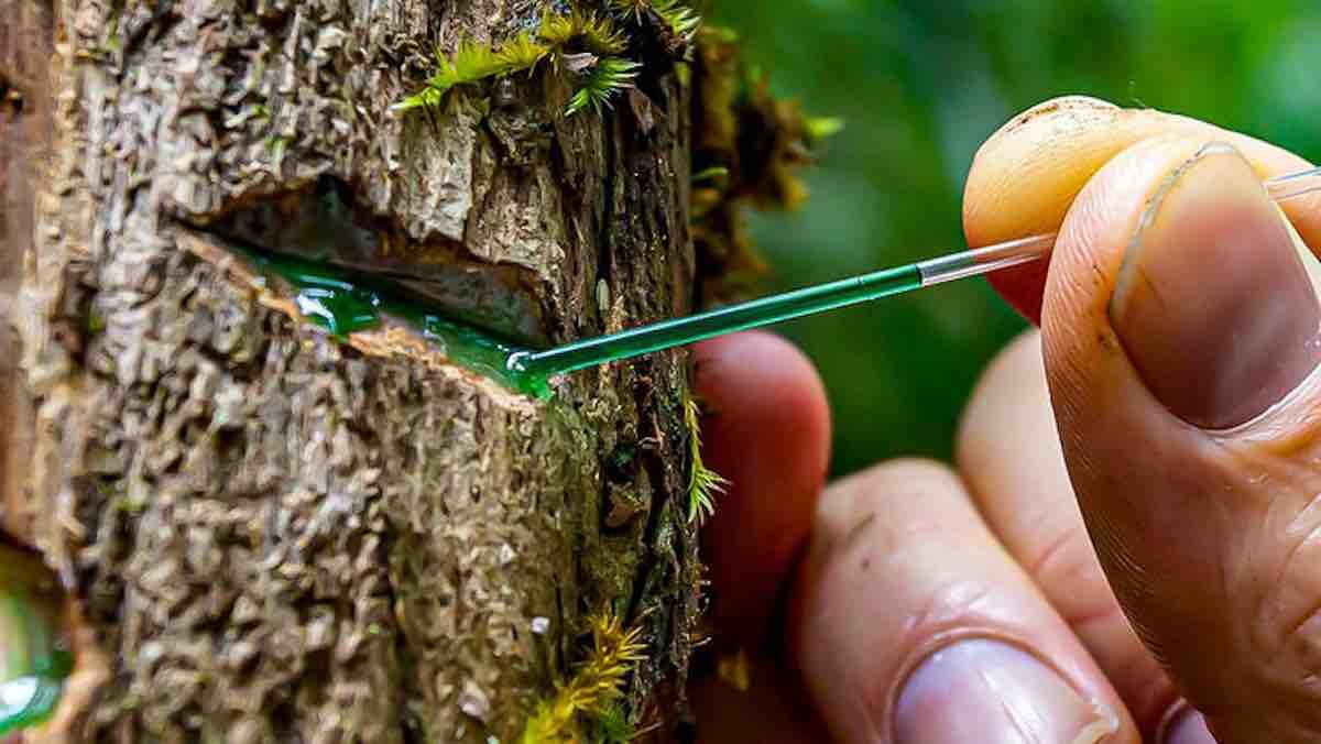 Este níquel para las baterías del coche eléctrico se cultiva en plantas mediante fitominería