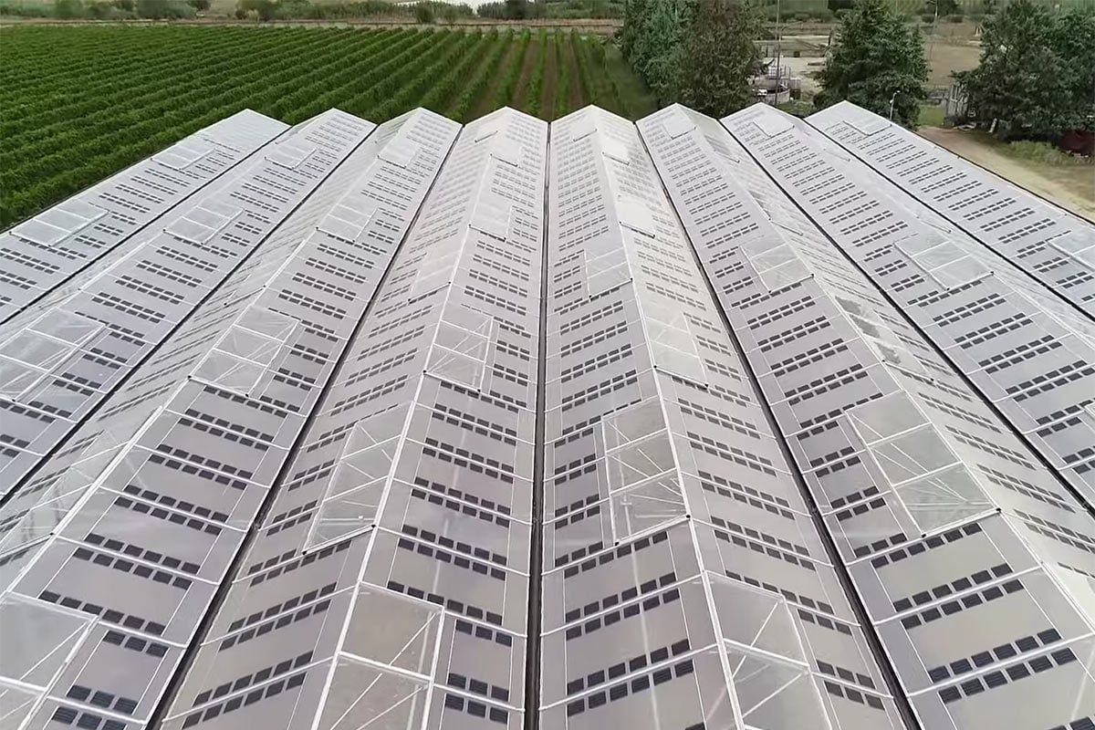 Las granjas solares plantean dudas por su impacto en la agricultura. Estos paneles transparentes incluso la mejoran